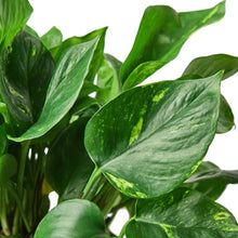 Load image into Gallery viewer, Pothos 'Golden'