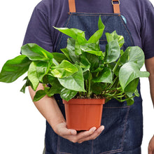 Load image into Gallery viewer, Pothos 'Golden'