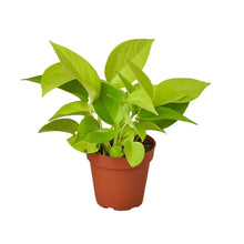 Load image into Gallery viewer, Pothos 'Neon'