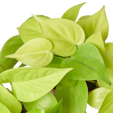 Load image into Gallery viewer, Pothos 'Neon'