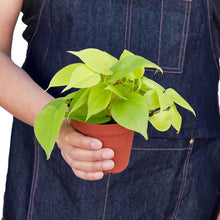 Load image into Gallery viewer, Pothos 'Neon'