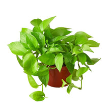 Load image into Gallery viewer, Pothos 'Neon'