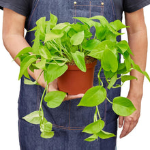 Load image into Gallery viewer, Pothos 'Neon'
