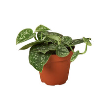 Load image into Gallery viewer, Pothos 'Satin'