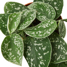 Load image into Gallery viewer, Pothos 'Satin'