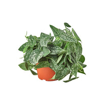 Load image into Gallery viewer, Pothos 'Satin'