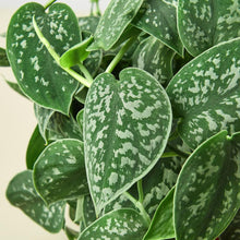 Load image into Gallery viewer, Pothos 'Satin'