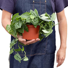 Load image into Gallery viewer, Pothos 'Satin'