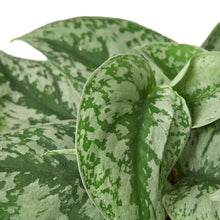 Load image into Gallery viewer, Pothos 'Silver Splash'