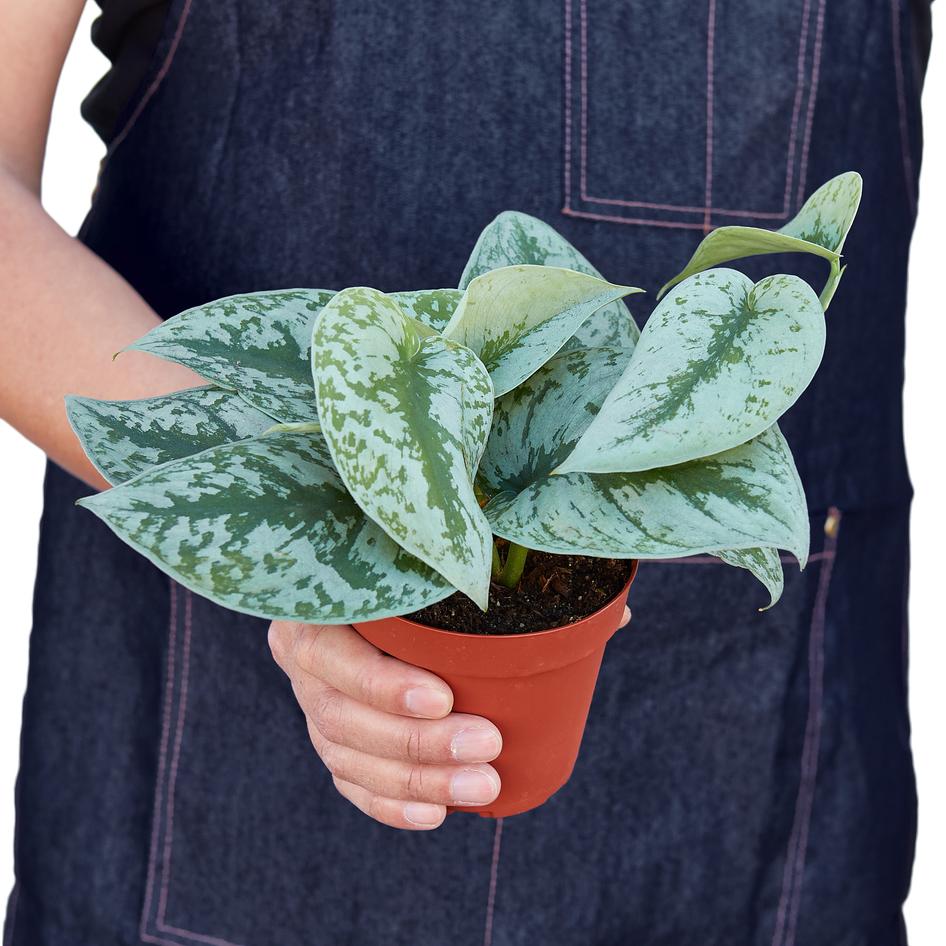 silver splash pothos Pothos 'Silver Splash' – Plant Gay