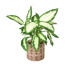 Load image into Gallery viewer, Sao Planter - 7 Inch
