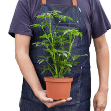 Load image into Gallery viewer, Schefflera Arboricola 'Umbrella'