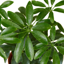 Load image into Gallery viewer, Schefflera Arboricola 'Umbrella'