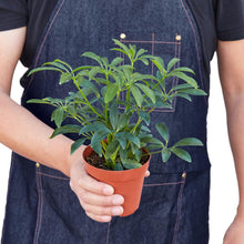 Load image into Gallery viewer, Schefflera Arboricola 'Umbrella'