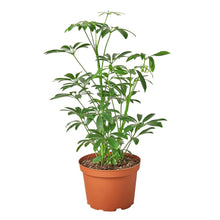 Load image into Gallery viewer, Schefflera Arboricola 'Umbrella'