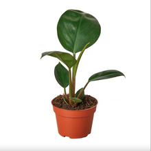 Load image into Gallery viewer, Philodendron 'Congo Rojo'