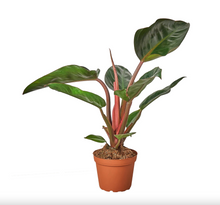 Load image into Gallery viewer, Philodendron 'Congo Rojo'