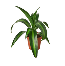 Load image into Gallery viewer, Dracaena Massangeana