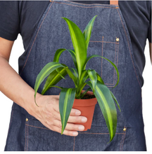 Load image into Gallery viewer, Dracaena Massangeana
