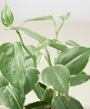 Load image into Gallery viewer, Peperomia 'Cupid'