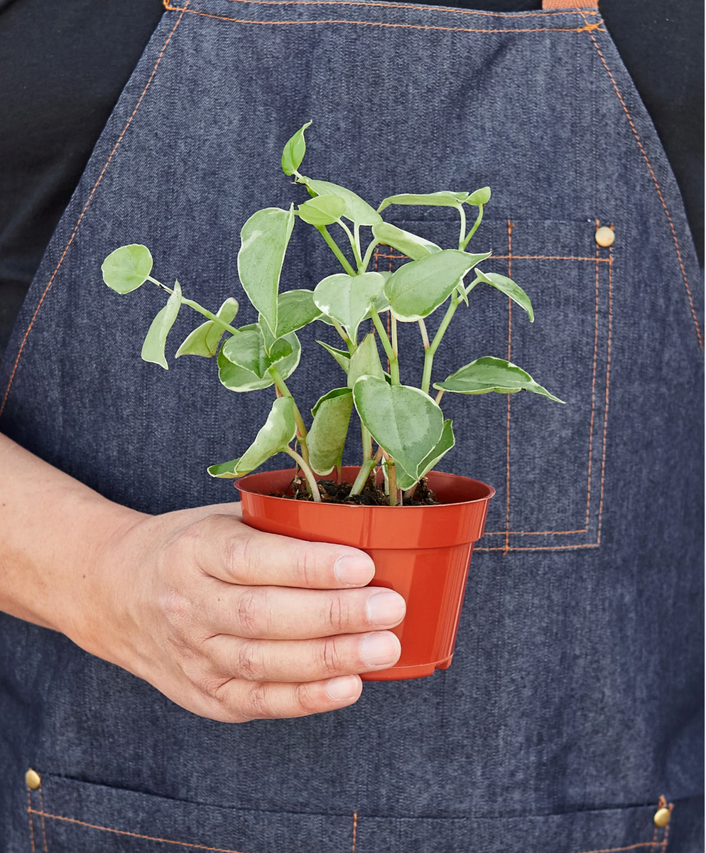 philodendron cupid Peperomia 'Cupid' – Plant Gay