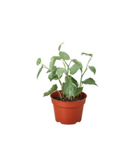 Load image into Gallery viewer, Peperomia 'Cupid'