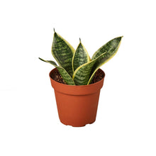 Load image into Gallery viewer, Snake Plant Laurentii