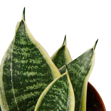 Load image into Gallery viewer, Snake Plant Laurentii