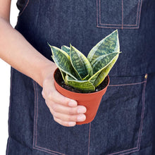 Load image into Gallery viewer, Snake Plant Laurentii
