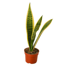 Load image into Gallery viewer, Snake Plant Laurentii