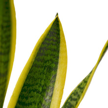 Load image into Gallery viewer, Snake Plant Laurentii
