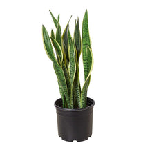 Load image into Gallery viewer, Snake Plant Laurentii