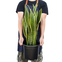 Load image into Gallery viewer, Snake Plant Laurentii