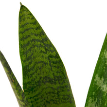 Load image into Gallery viewer, Snake Zeylanica