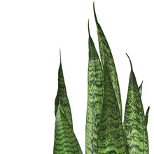 Load image into Gallery viewer, Snake Zeylanica
