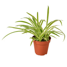 Load image into Gallery viewer, Spider Plant