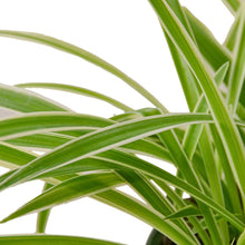 Load image into Gallery viewer, Spider Plant