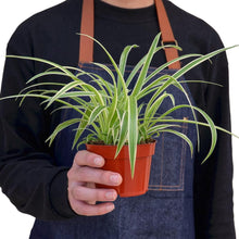 Load image into Gallery viewer, Spider Plant