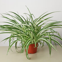 Load image into Gallery viewer, Spider Plant