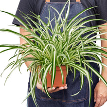 Load image into Gallery viewer, Spider Plant