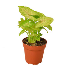 Load image into Gallery viewer, Syngonium Gold 'Arrowhead Plant'