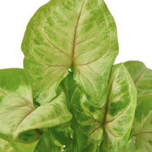 Load image into Gallery viewer, Syngonium Gold 'Arrowhead Plant'
