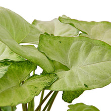 Load image into Gallery viewer, Syngonium White Butterfly
