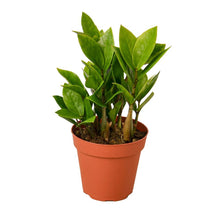 Load image into Gallery viewer, Zamioculcas Zamiifolia 'ZZ'