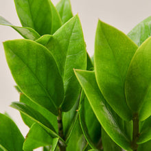 Load image into Gallery viewer, Zamioculcas Zamiifolia 'ZZ'