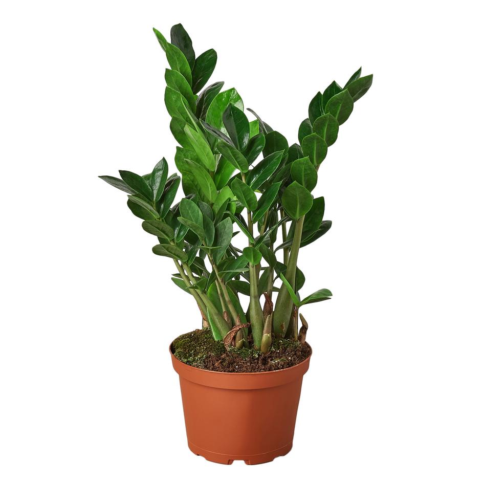水 　Zamioculcas zamifolia A B E G Zamioculcas Zamiifolia 'ZZ' – Plant Gay