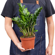 Load image into Gallery viewer, Zamioculcas Zamiifolia 'ZZ'