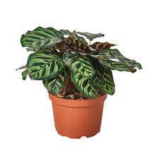 Load image into Gallery viewer, Calathea 'Makoyana'