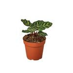 Load image into Gallery viewer, Calathea 'Makoyana'