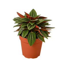 Load image into Gallery viewer, Peperomia Rosso - 4"